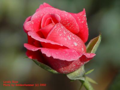 Lovely Rose - GoldenHammer