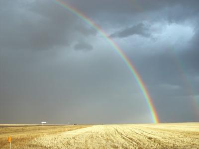 Field of Rainbows