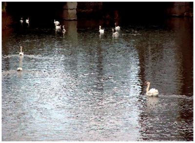 Seven Swans A'Swimming (Actually 11) cUrVe