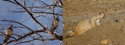 Neighbor Raptors And The Neighbor Prey by Lisa Young