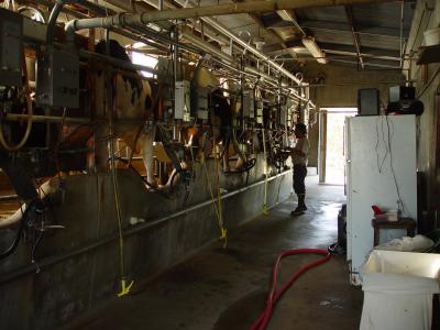 Milking Barn by Nee