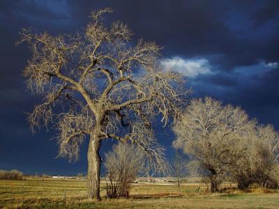 Cottonwood Storm by Lisa Young (Don't vote for it-missed deadline  :-(  )