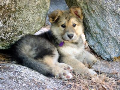 Pup on the Rocks by CindyD