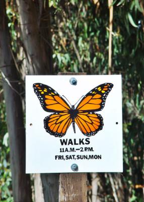 Butterfly Walks by Dee Golden