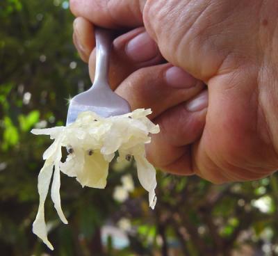 Open Wide....for Sauerkraut !By  Kudbegud