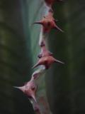 Devil Cactus by Nee