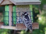 Hairy Woodpecker 1.jpg