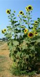 <B>Country Sunflowers</b><br><font size=2> by Nee</font>