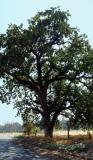 <B>Old Oak</b><br><font size=2> by Nee</font>