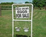 <b>Fresh Brown Eggs</b><br><font size=1>by Bev Brink</font>