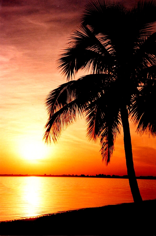 Neighborhood Of Paradise  by Mark J.