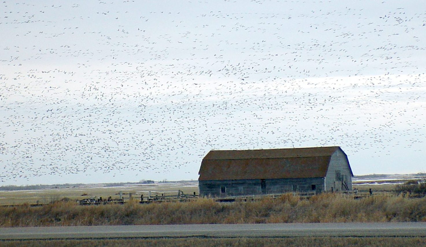 Migration