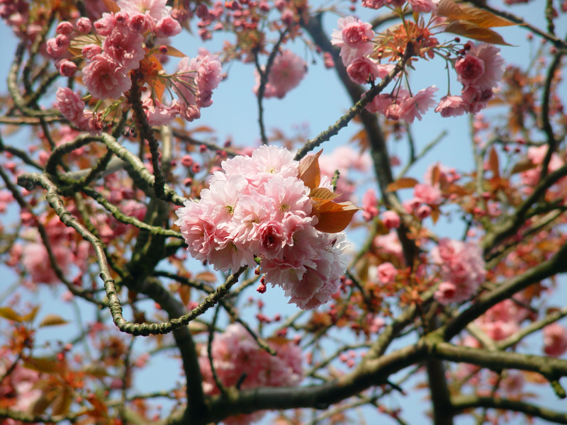<B>flower from a tree in front of my house<B><BR><font size=1>by dliviu</font>