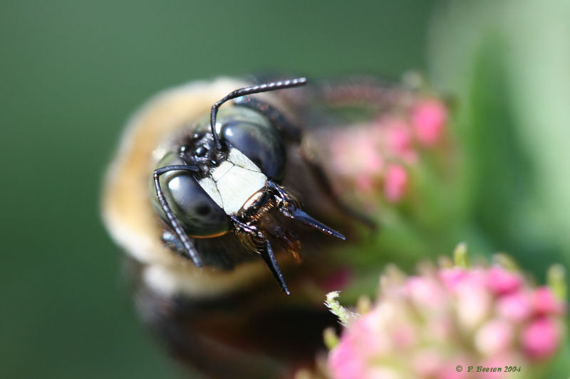 Bee Teeth?