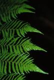 fern