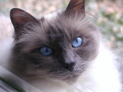 Birmans