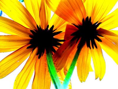 sunflower2.jpg
