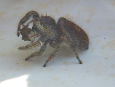 543-spider.jpg
