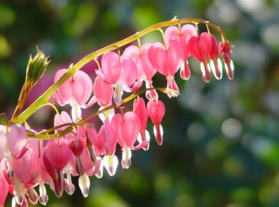 471-bleeding hearts.jpg