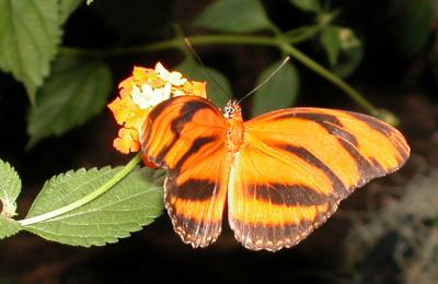 Butterfly#4 copy.jpg