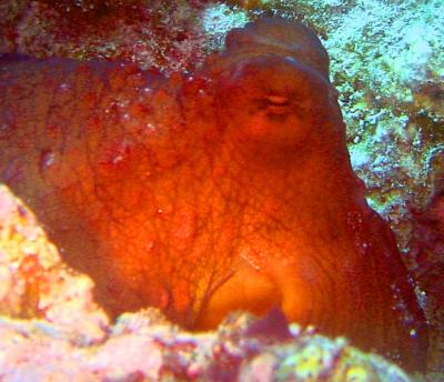 octopus.jpg
