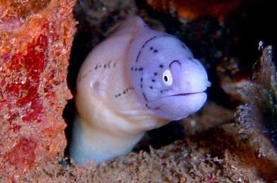 small_eel.jpg