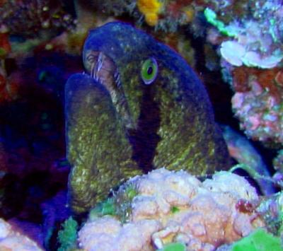 alphonse_eel.jpg