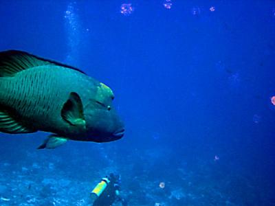 alphonse_napoleon_wrasse.jpg