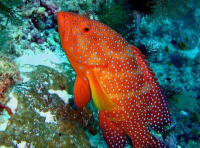 alphonse_red_grouper.jpg