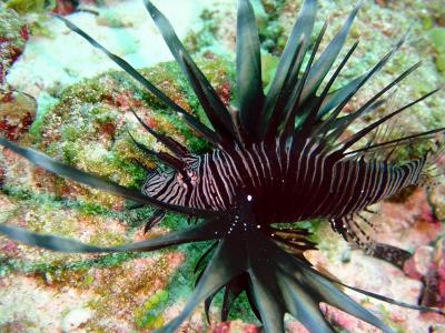 alphonse_scorpion_fish2.jpg