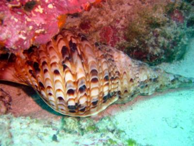 alphonse_triton_conch.jpg