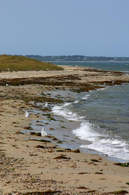 Chappaquiddick Coastline