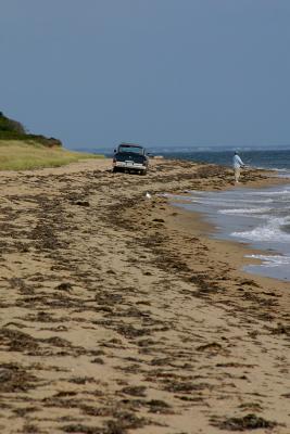 Fishing along the beach and sand road along the south coast of Chappaquiddick.
