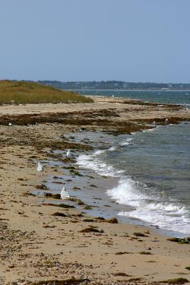 The coastline along the pristine Chappaquiddick peninsula of Martha's Vineyard.