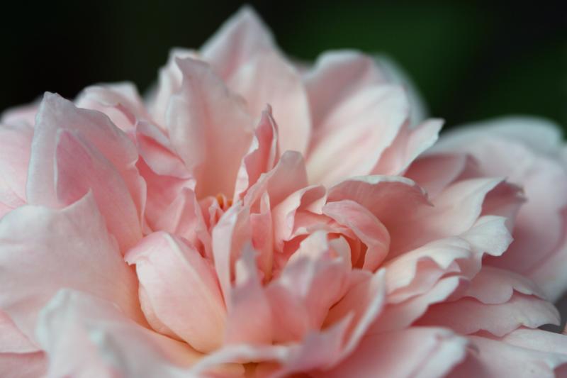 Rose Kathryn Morley 3028e.jpg