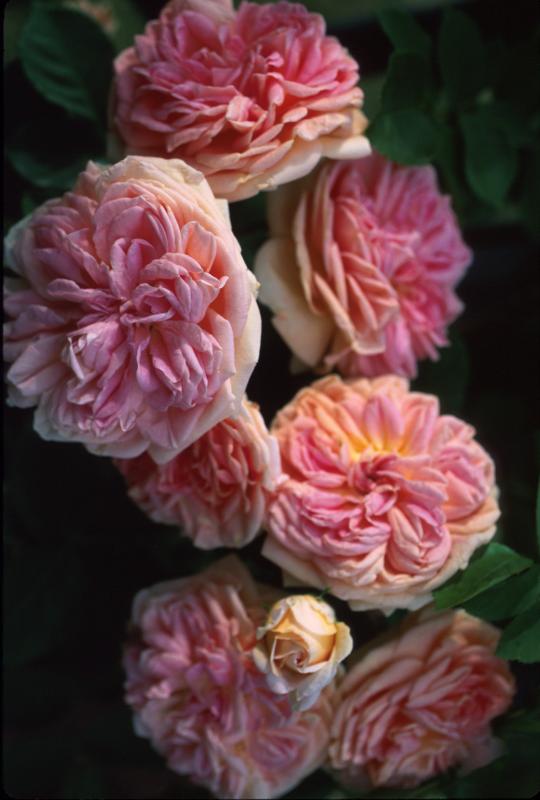 alchymist rose