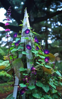 nybg clematis, morning glory and lablab pyramid