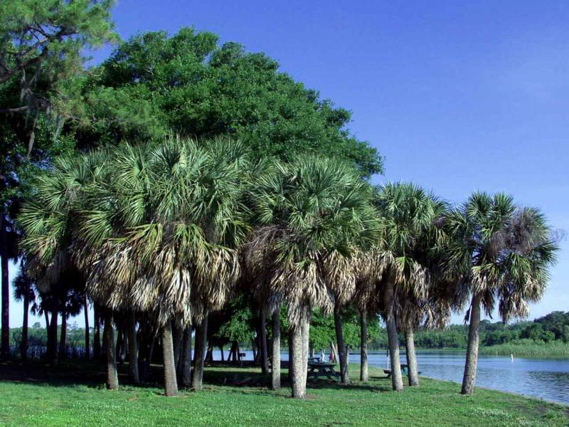 palms on sunday