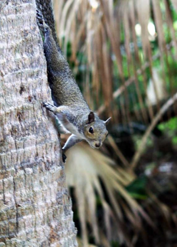 the ubiquitous florida squirrel