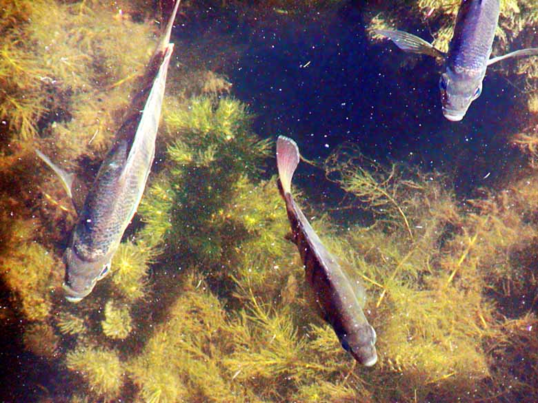fishes at anderson bay