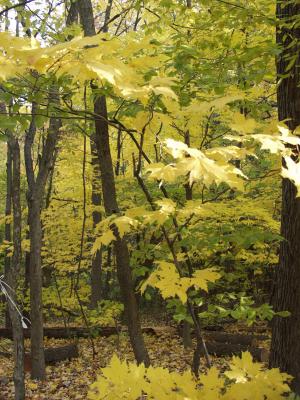 fall_2002