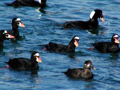 Surf Scoters-Sea Ducks