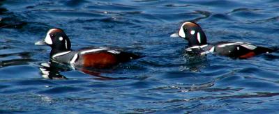 Harlequin Ducks #1