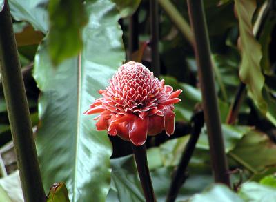 Red Torch Ginger.jpg