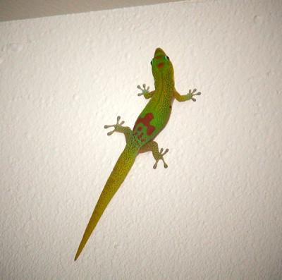 House Guest-Gecko.jpg