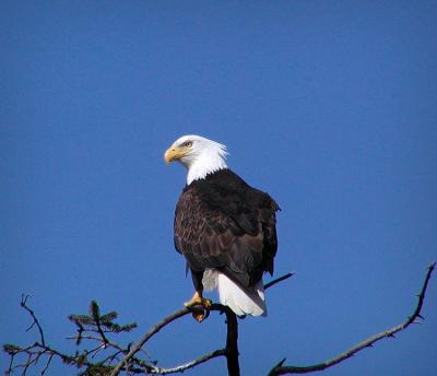Eagle with Attitude
