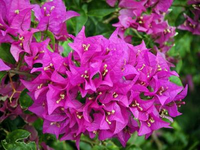 Bougainvillea.jpg