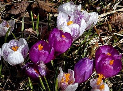 crocus.jpg