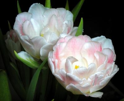 tulips.jpg