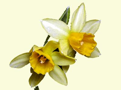 Daffodil Watercolor.jpg
